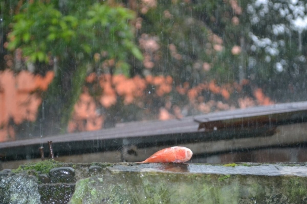    Дождь из дроздов, пауков и рыб: какие необычные осадки выпадали на Земле?