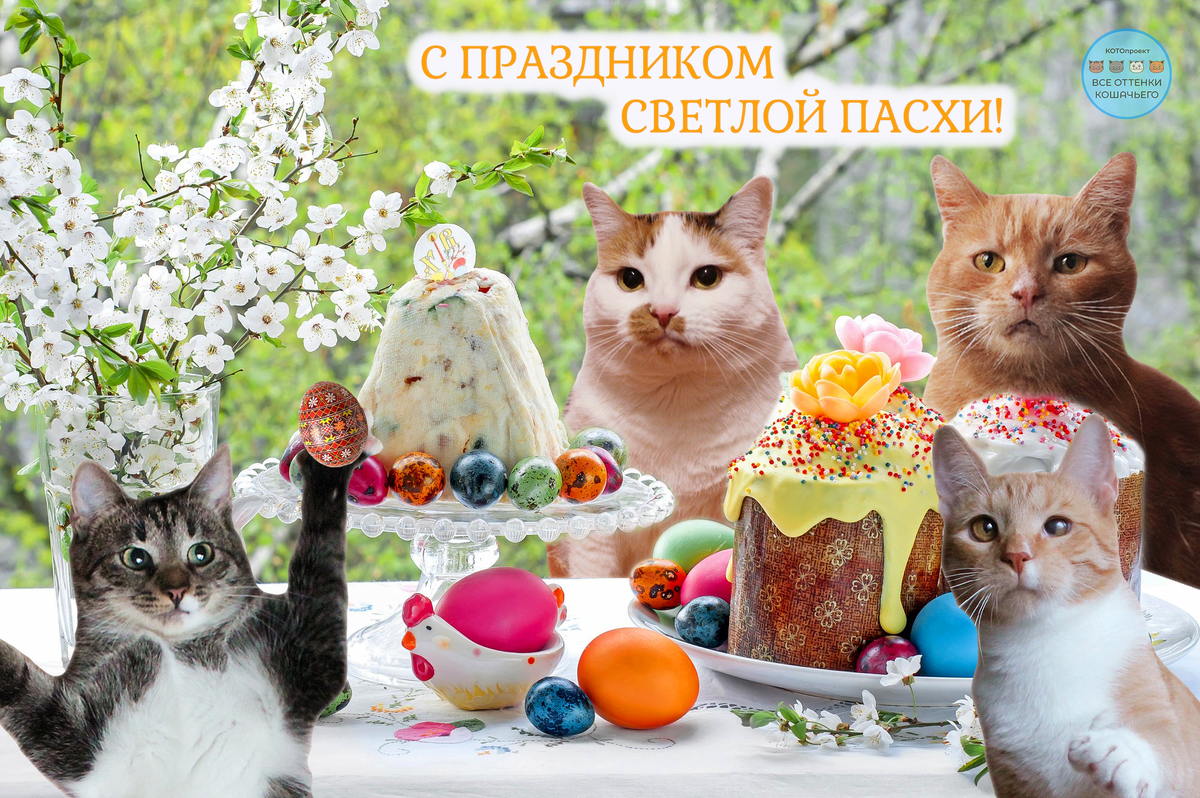 © ВСЕ ОТТЕНКИ КОШАЧЬЕГО. Котооткрытка от наших хвостиков! 😻