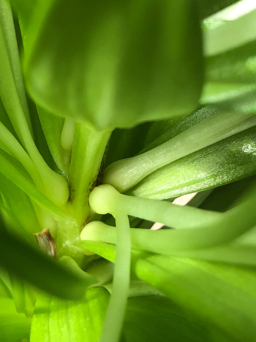 Фото Маши, Дела цветочные. Небольшая листопадная луковица или клубень, образующийся в пазухе листа или пера; средство вегетативного размножения.