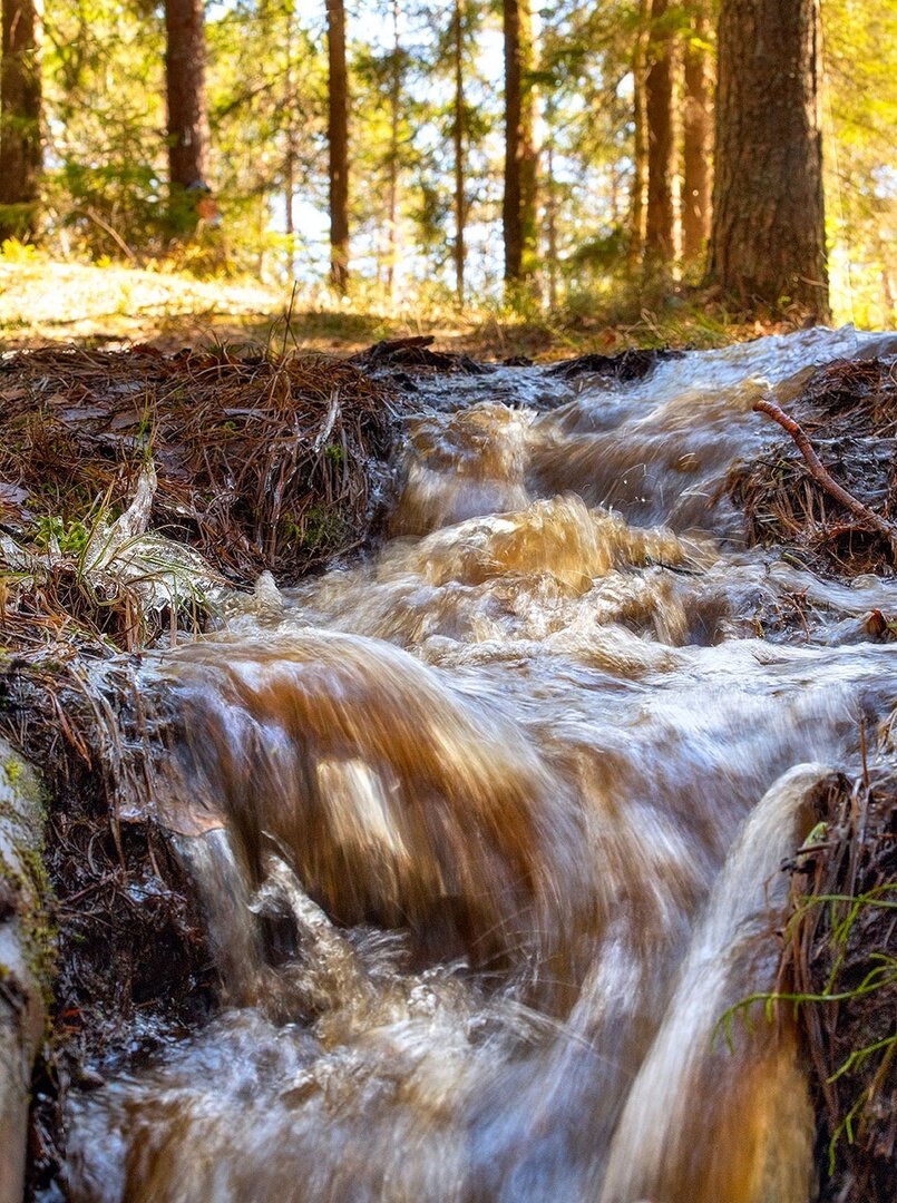 Лесной ручей бежит, бурлит, медовым цветом отливают воды. Фото Елены БЕЛОЗОРОВОЙ.