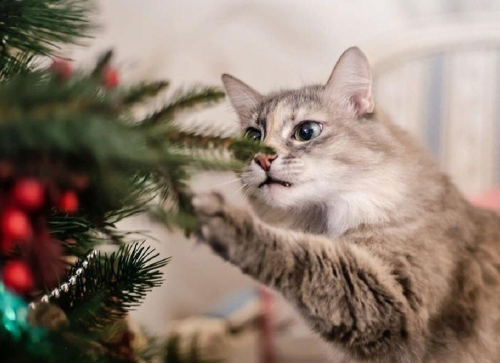      Кошки очень любят новогодние елки.