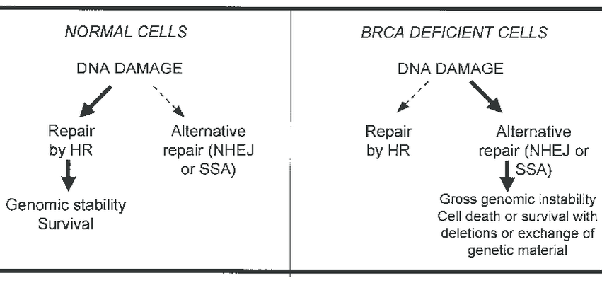  Гены BRCA представляют собой гены-супрессоры опухолей, которые необходимы для репарации двухцепочечных разрывов ДНК с помощью гомологичной рекомбинации (HR), что обеспечивает более высокую точность репарации по сравнению с другим механизмом репарации ДНК-  негомологичной репарацией . Любые дефекты в системе HR делают ДНК восприимчивой к накоплению определенных мутаций, особенно делеций.