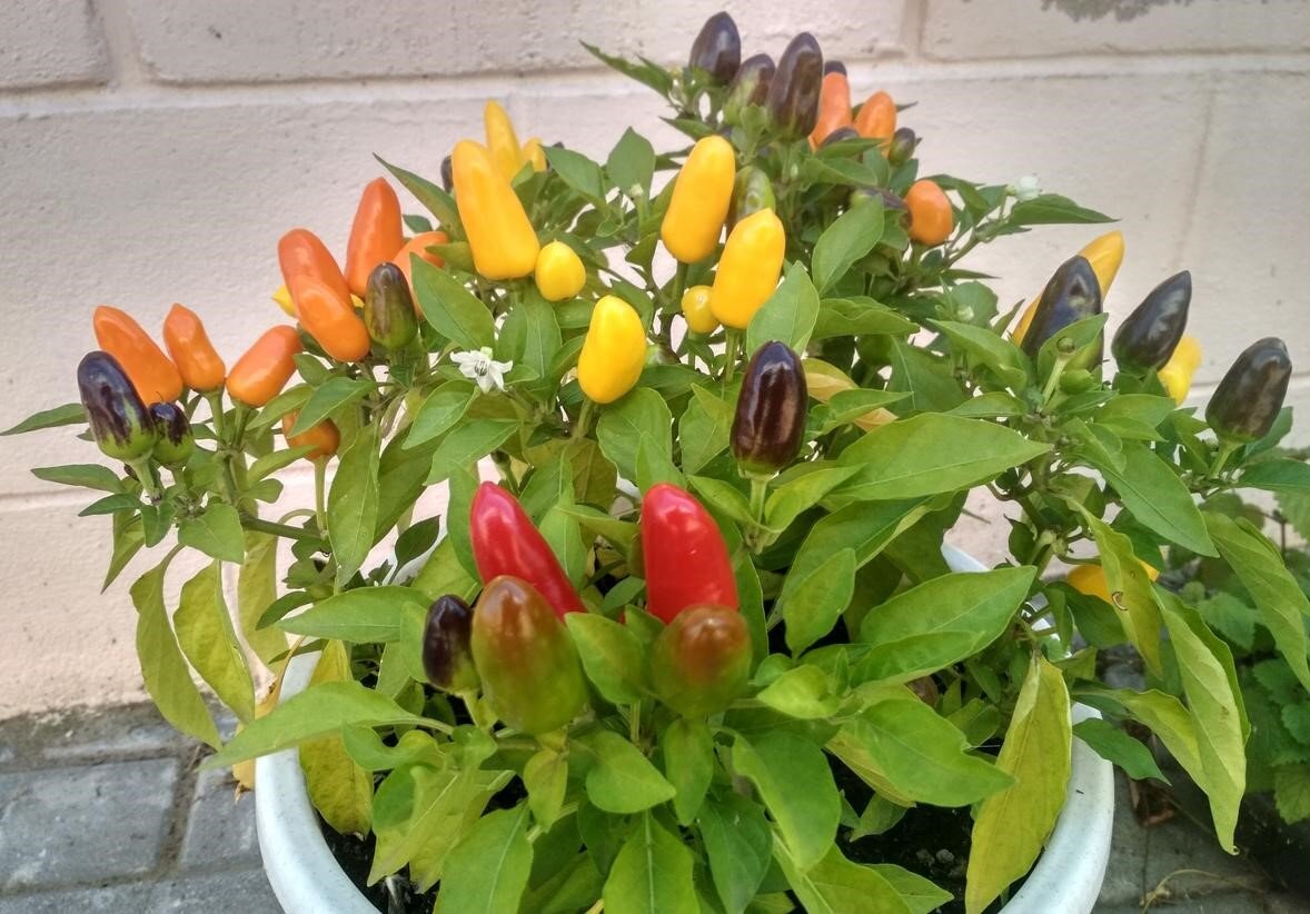 Букет Огненного букета 😄