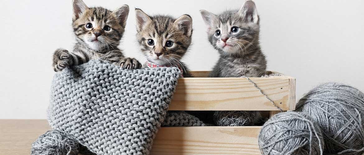 К чему снятся котята