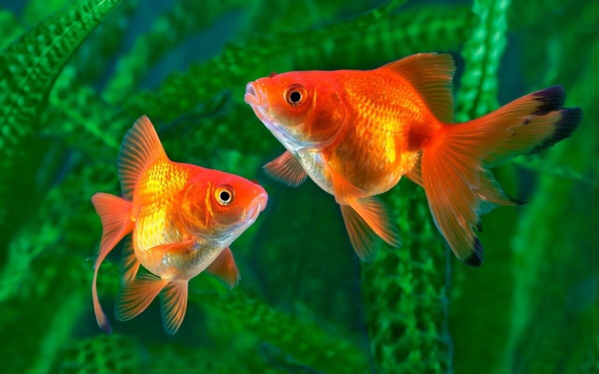 Бизнес, ничего личного: миф о золотой рыбке