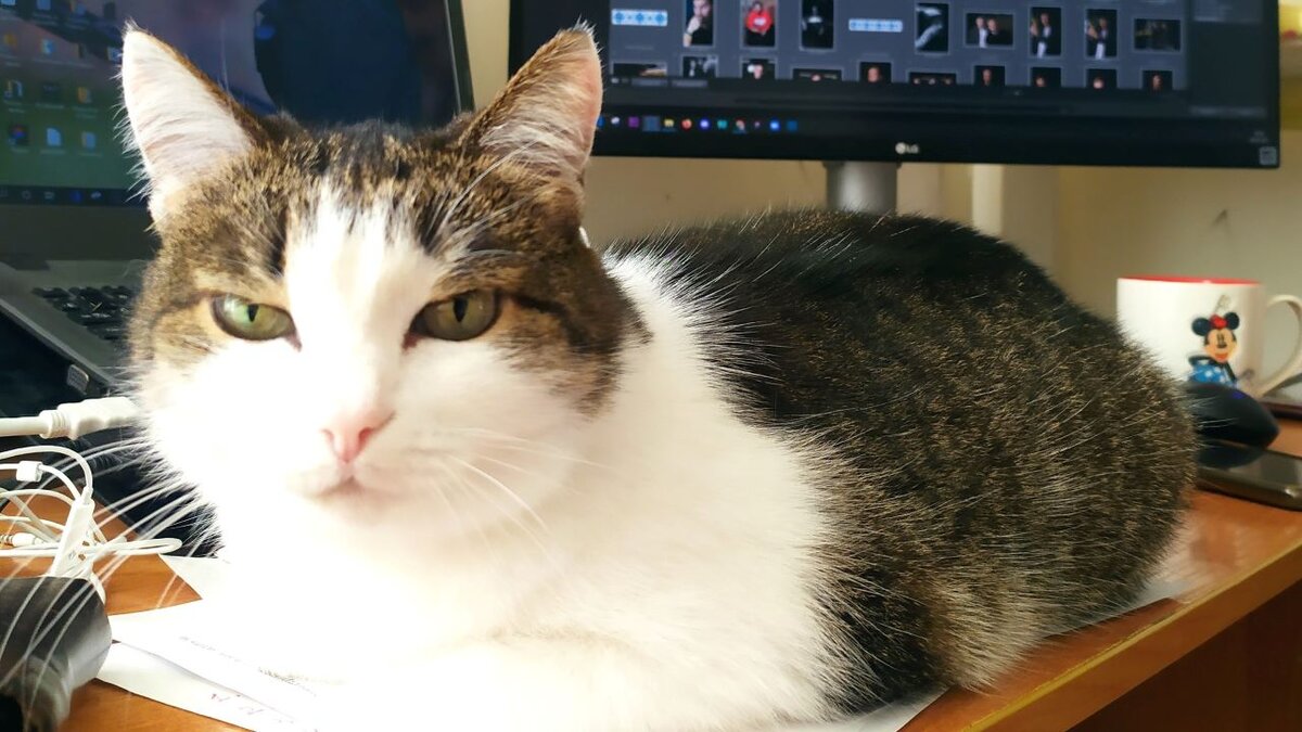 Лолия на подработке