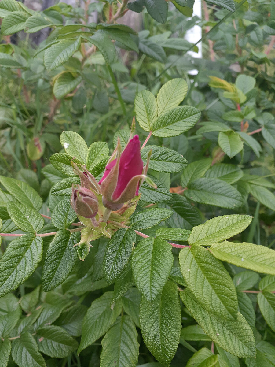 Мой шиповник в июне.