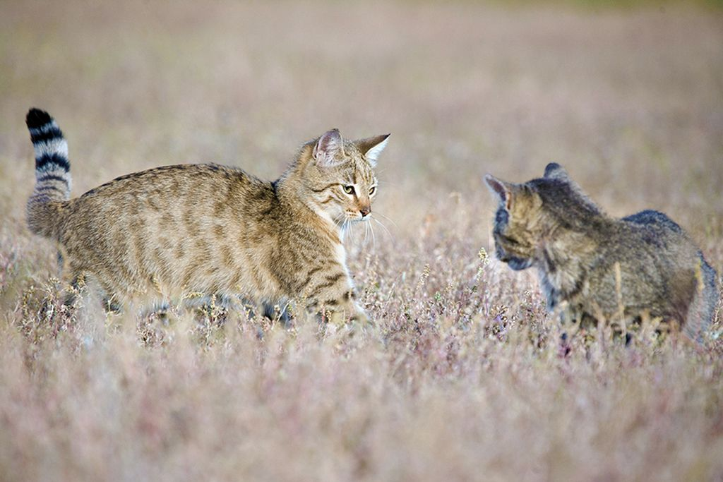 В диких условиях коты выносят присутствие исключительно противоположного пола. Территория трёх кошек может пересекаться с территорией одного кота. 
