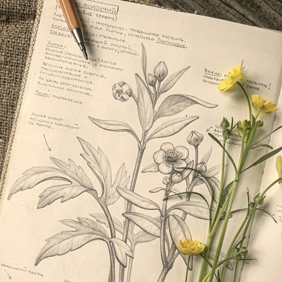 анатомия растений лотова