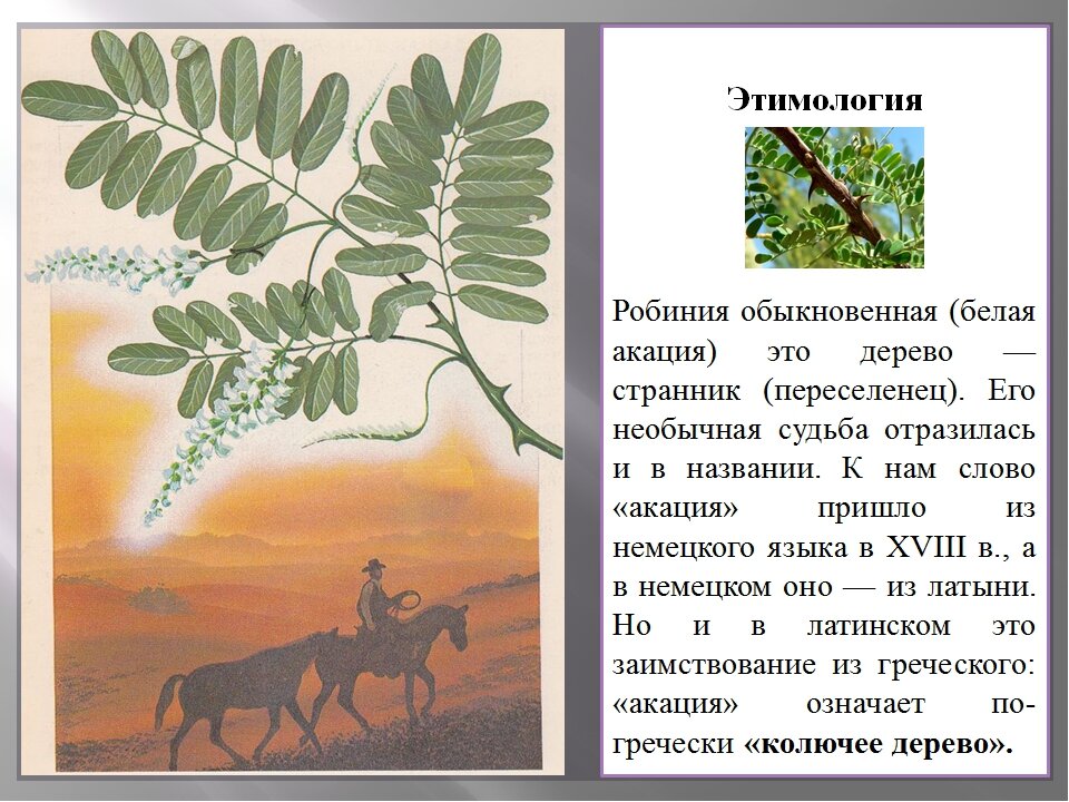 В какой природной зоне растет акация. Акация презентация. Акация доклад. Акация описание растения. Рассказ о акации.