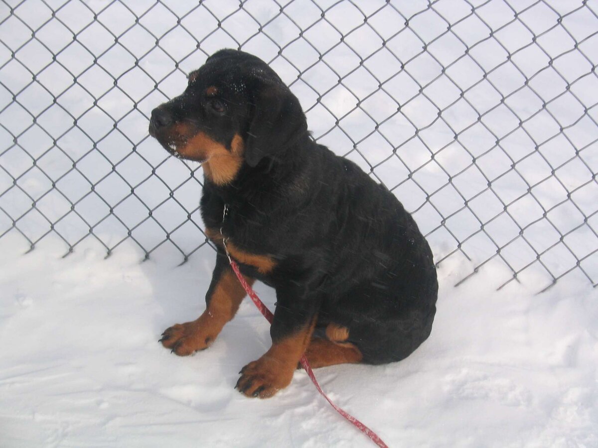 Щенок дрожал от холода