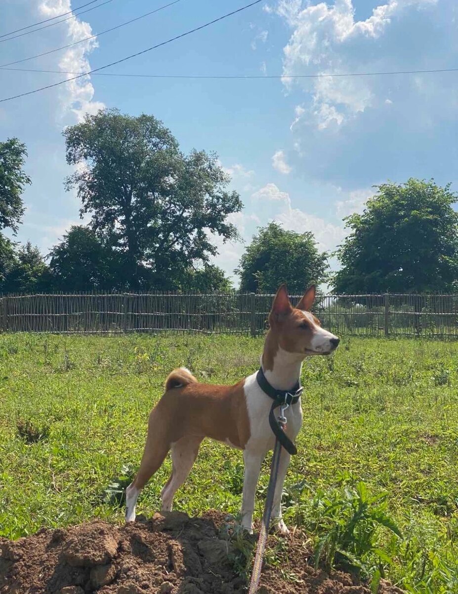 Мона в ожидании новых приключений.  Фотография хозяйки Моны 