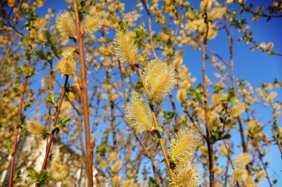   На следующей неделе в Тверской области потеплеет до +19 градусов