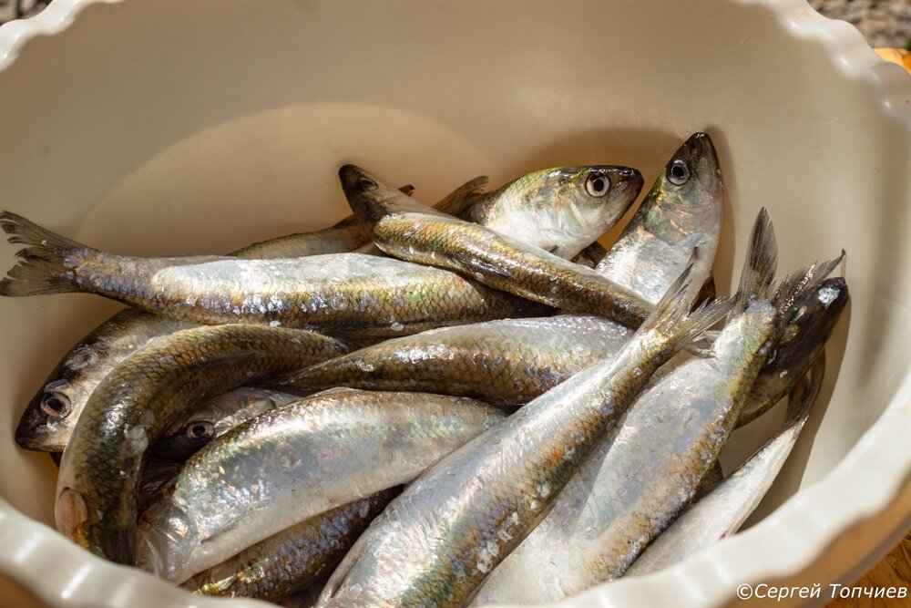 Кило селёдки донской