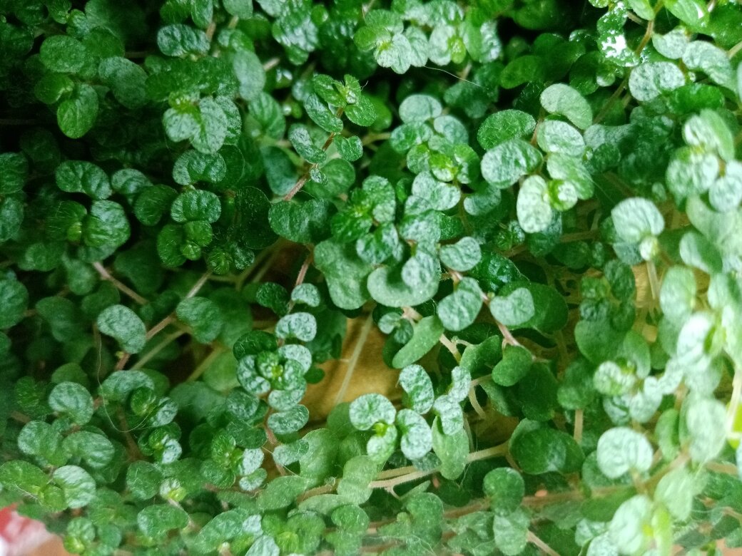 Листики меленькие, мягкие, очень приятно проводить рукой по зелени. Фото автора