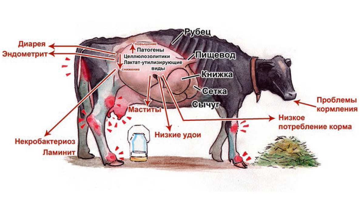 Острый ацидоз рубца КРС. Сколько человек корова