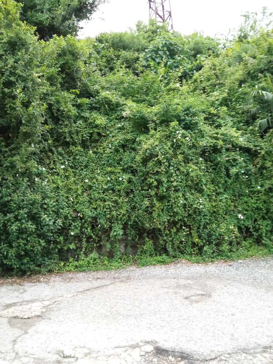 В горной части Старой Гагры. По дороге к замку принца Ольденбургского