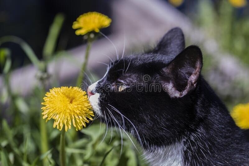 иллюстрация из яндекс картинки.