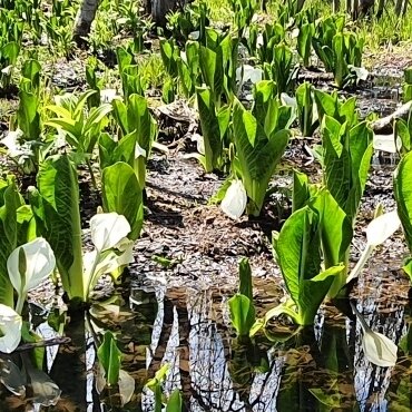 Цветущие лизихитоны на Камчатке 