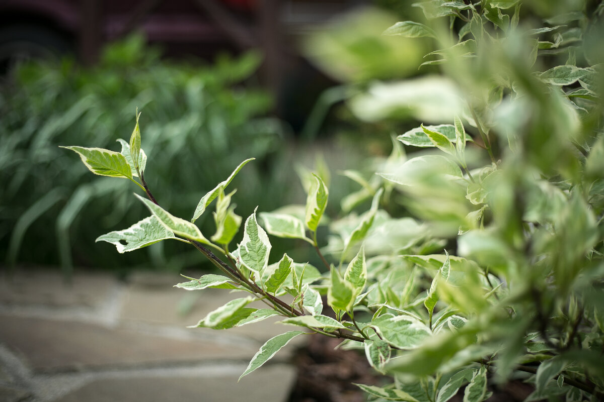 Дерен белый Элегантиссима