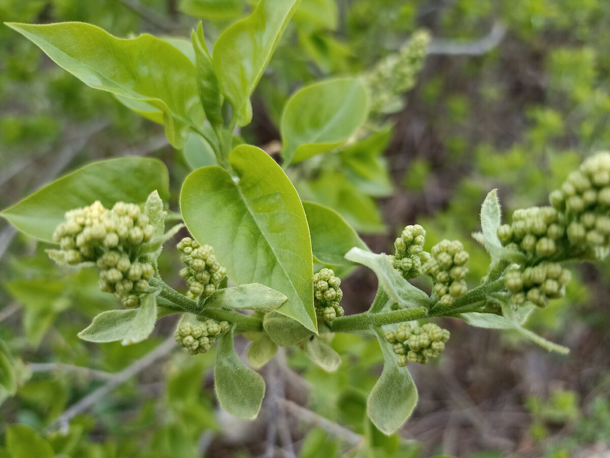 Белая сирень на родине моей, двести километров от Нижнего Новгорода