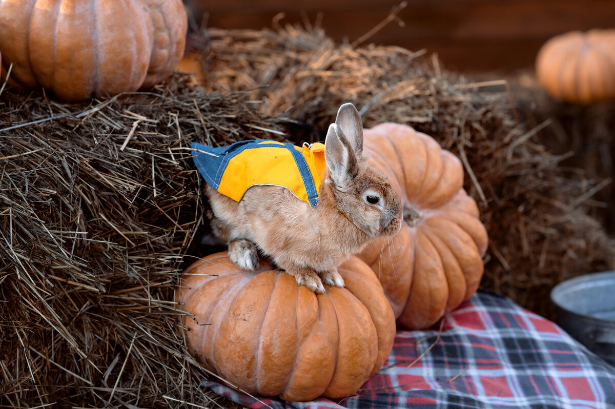 Та самая шлейка. Она правда милая, но безопасность важнее. Кроликов природа не научила носить одежду)