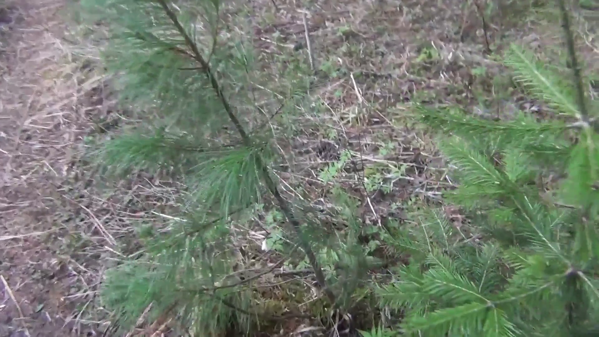 Наш КЕДР следим за его ростом. - (смотрите на видео внизу статьи)