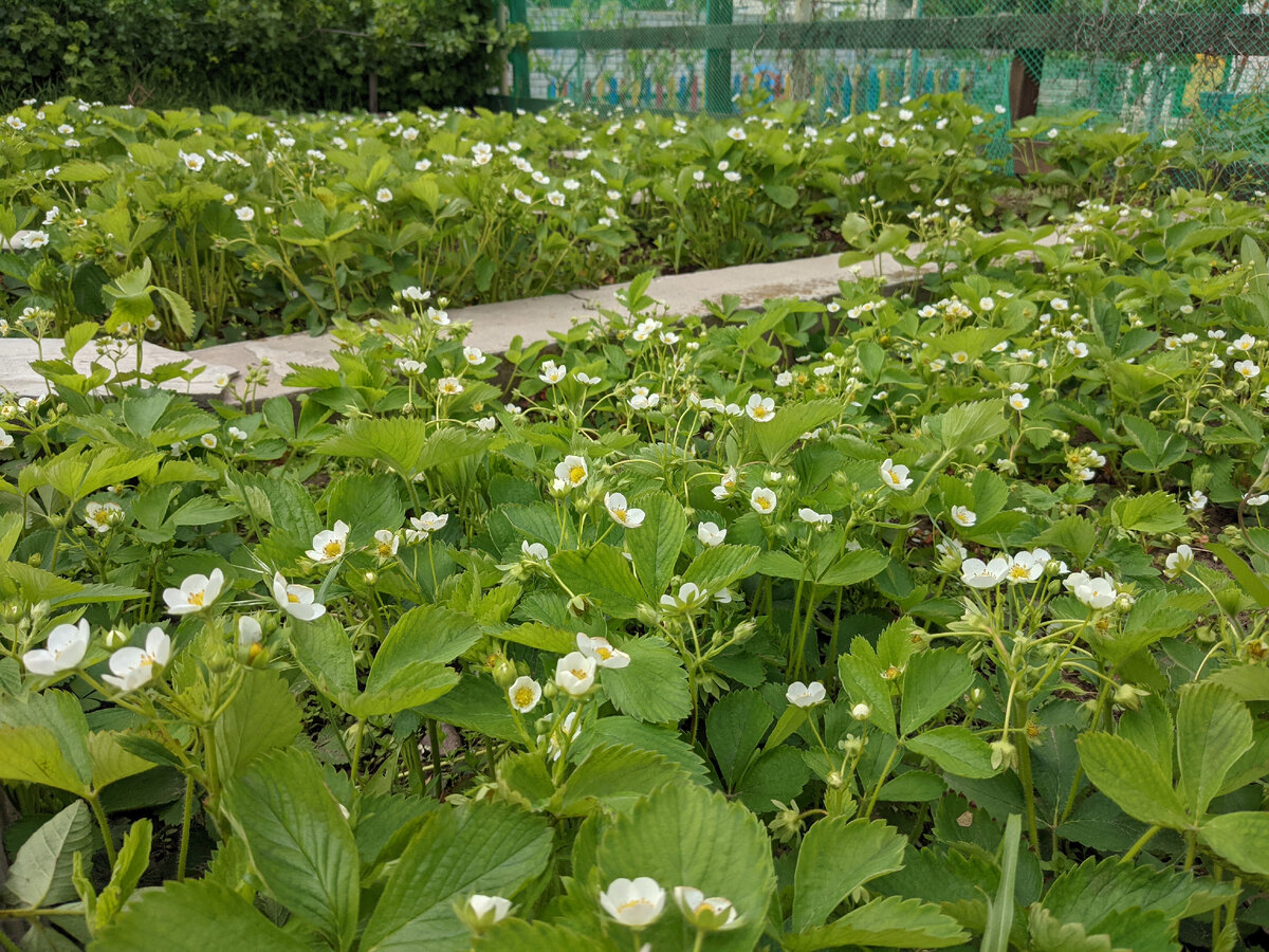 Клубника цветёт.