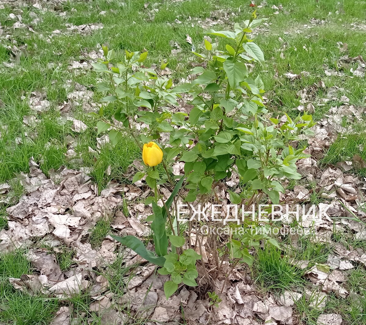 Ежедневник