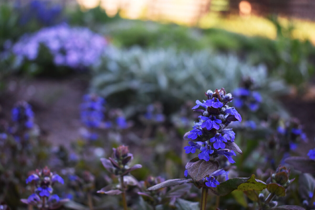 Цветки живучки весьма привлекательны