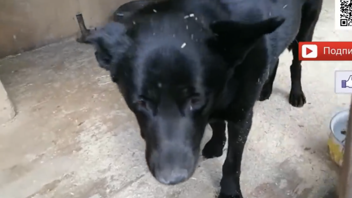 События, которые привели к панике: