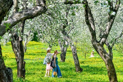    Цветение деревьев в Москве ©Ю. Иванко Сайт мэра Москвы