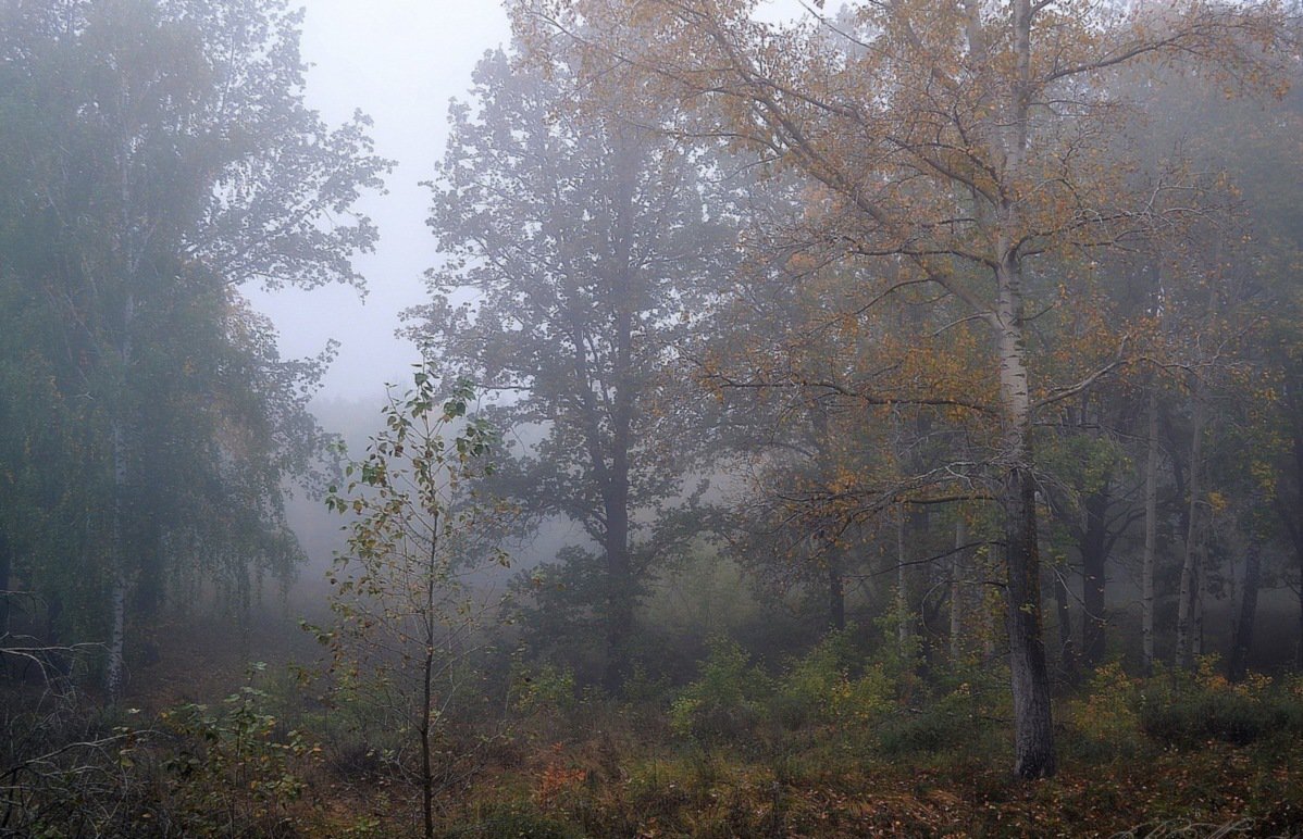 Дождь в лесу, интернет