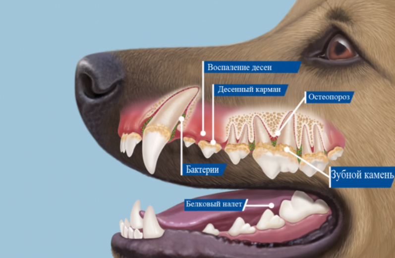 Зубной камень у собак