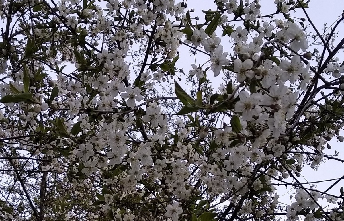 Фото автора. Просто яблоня.