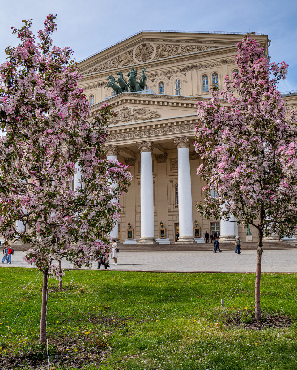 Розовые деревья в Москве