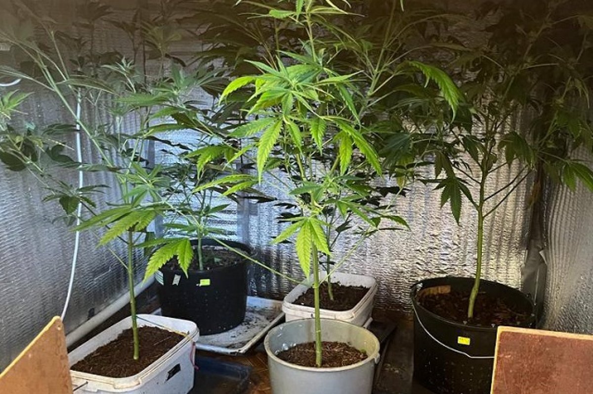    На Камчатке задержали мать и сына, выращивающих коноплю на своем участке