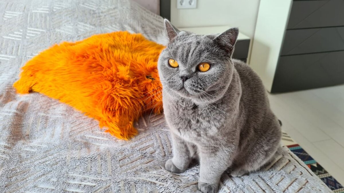 Голубая британская кошка из питомника Silvery Snow 