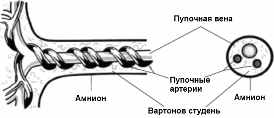 Фото с сайта https://diagnostinfo.ru/uzi/akusherstvo/skrining-uzi-na-12-nedele-beremennosti.html