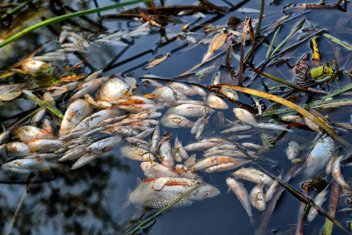 У нас в стране кто-то борется с заморами рыбы в водоёмах.