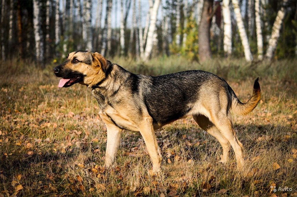 (https://funart.pro/uploads/posts/2022-06/1654325715_45-funart-pro-p-metis-ovcharki-i-gonchei-zhivotnie-krasivo-45.jpg)