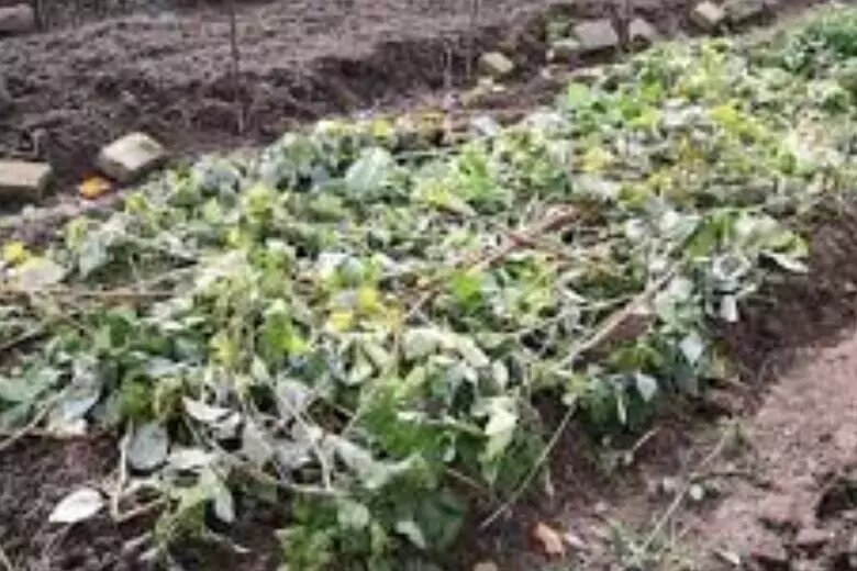 Как выращивать клубнику в горшках, чтобы мобильные грядки завалили урожаем