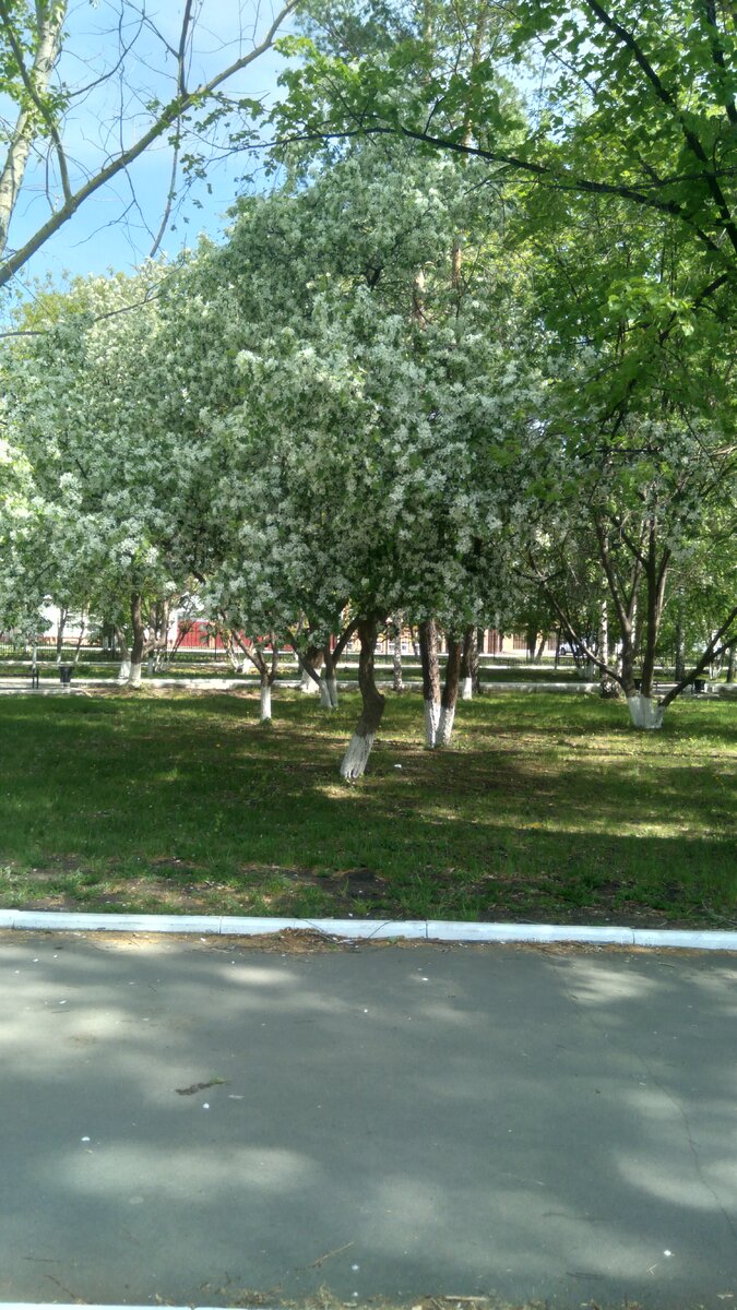 Иду к бабушке по парку☺️