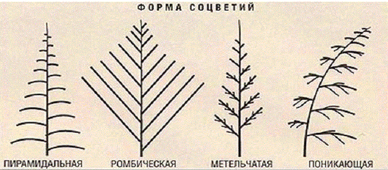 Фото с инета