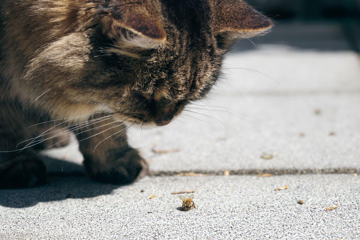 Дикие пчёлы — они такие!