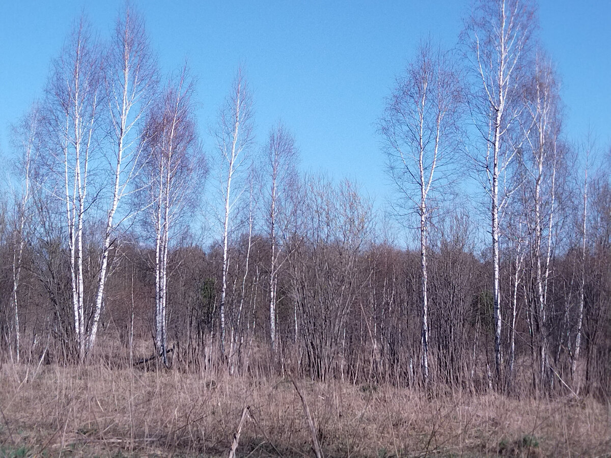 Березовый перелесок