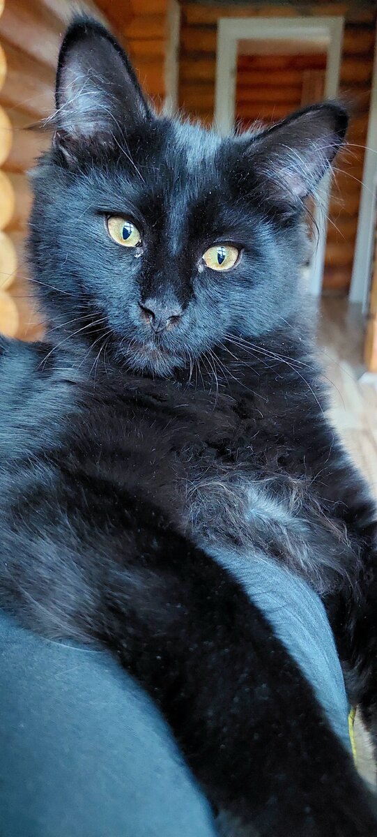 мейн-кун Кузя