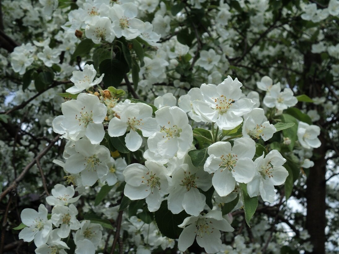 Цветы яблони Розовые 4 см., 1 шт