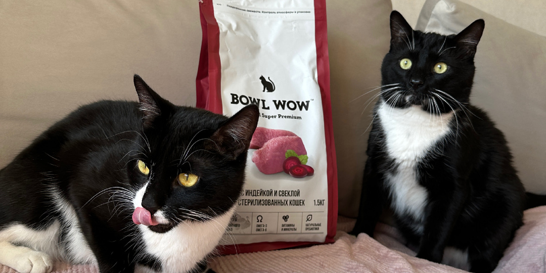 Расстройство пищевого поведения у кота: наша история