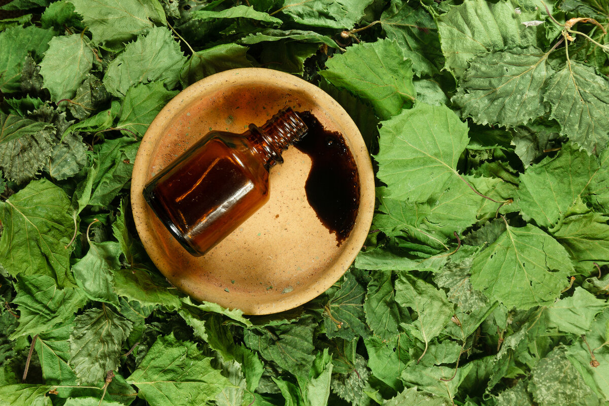    Берёзовый дёготь может выступить в роли безопасного инсектицида